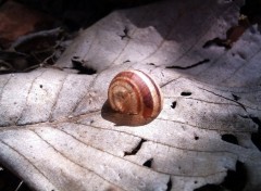 Wallpapers Animals Escargot