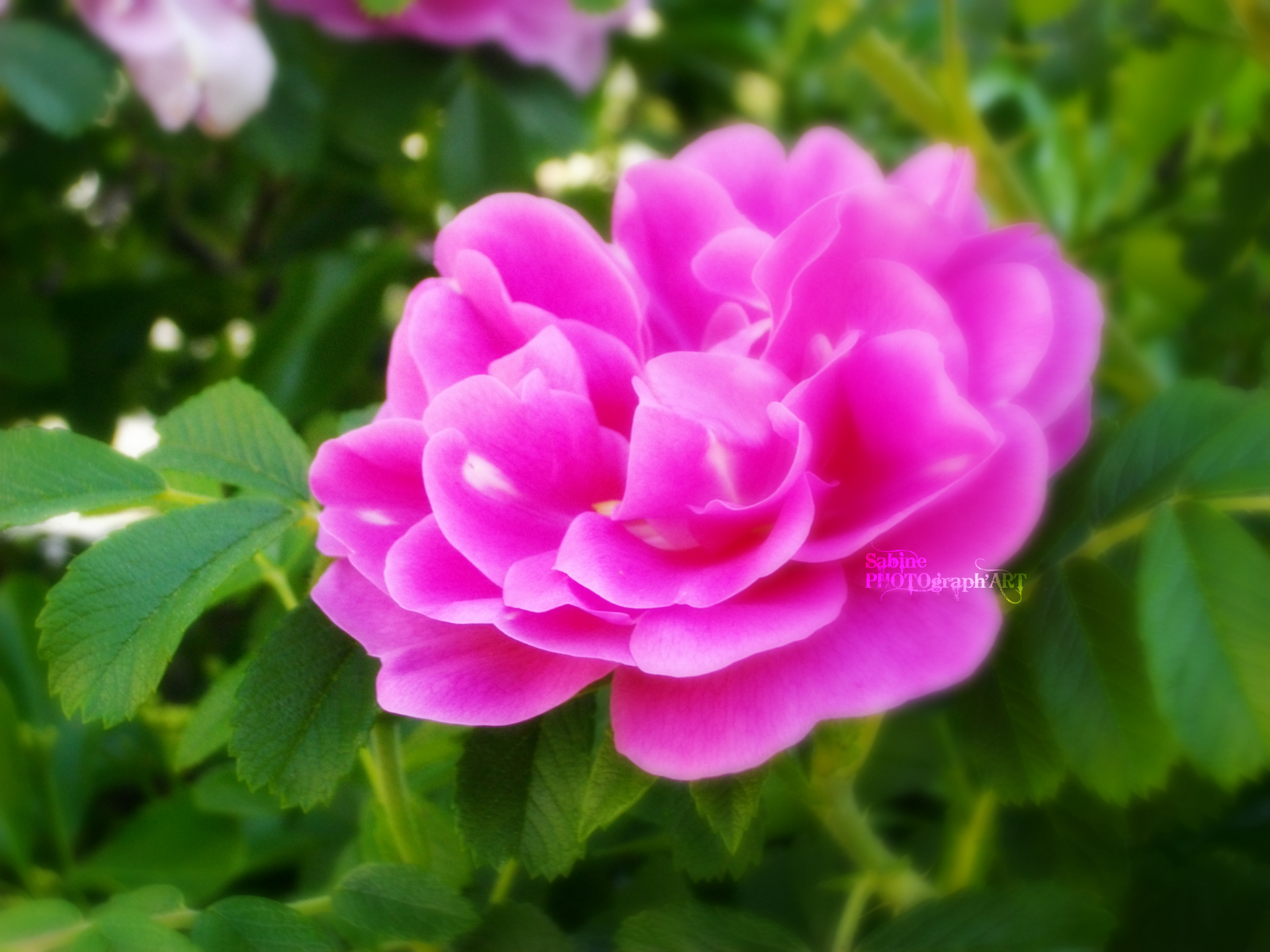 Wallpapers Nature Flowers Roses ptales