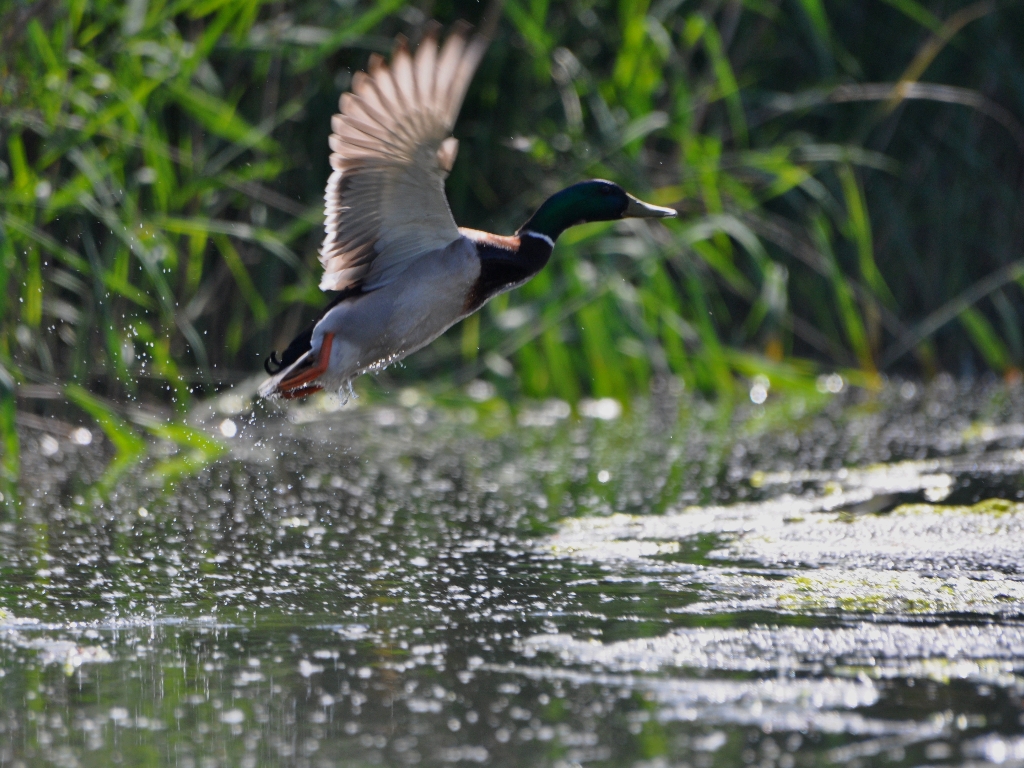 Fonds d'cran Animaux Oiseaux - Canards Une belle envole !!! ^^