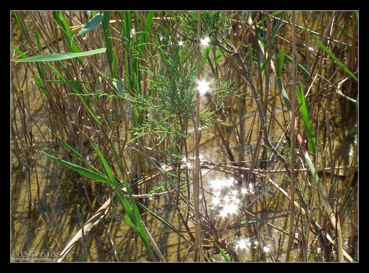 Fonds d'cran Nature Herbes Etoiles de lumiere...