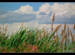 Fonds d'cran Nature Image sans titre N280391