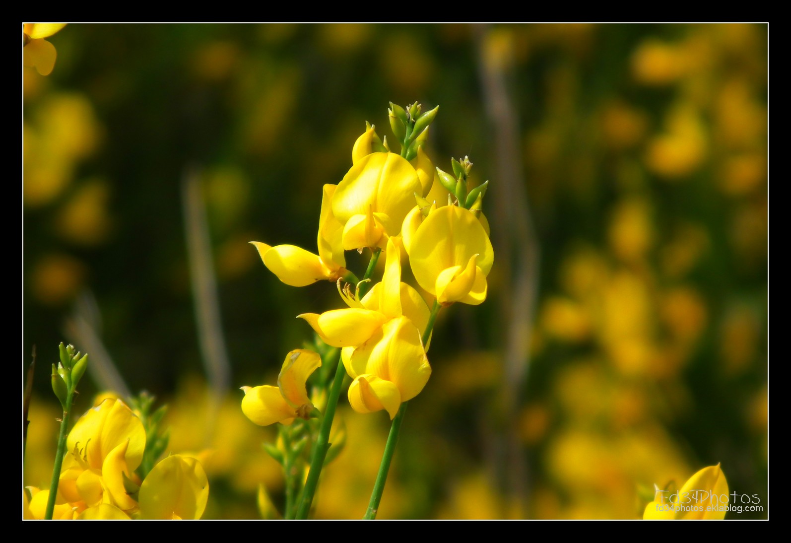 Wallpapers Nature Flowers Gents