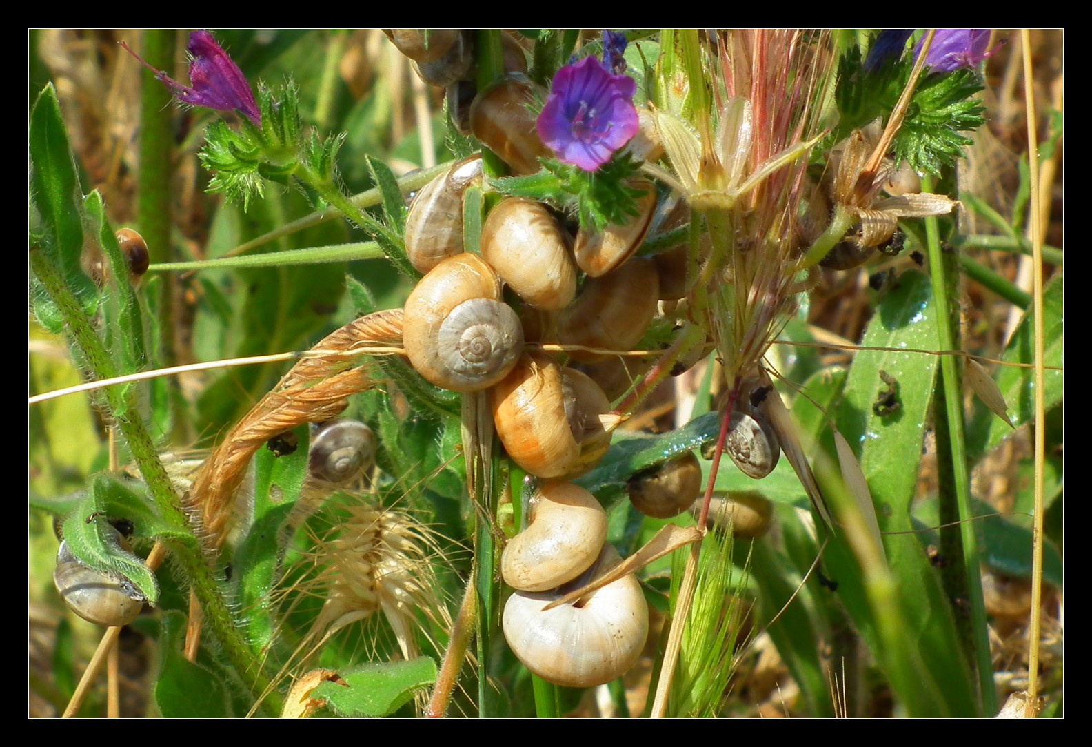 Fonds d'cran Animaux Escargots - Limaces 