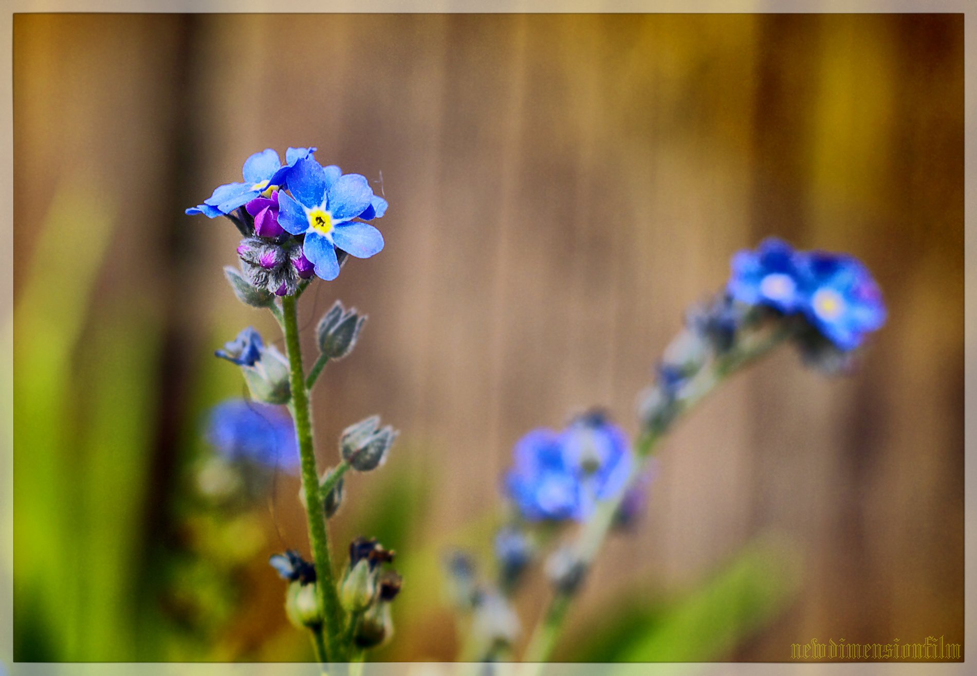 Fonds d'cran Nature Fleurs bleu du ciel