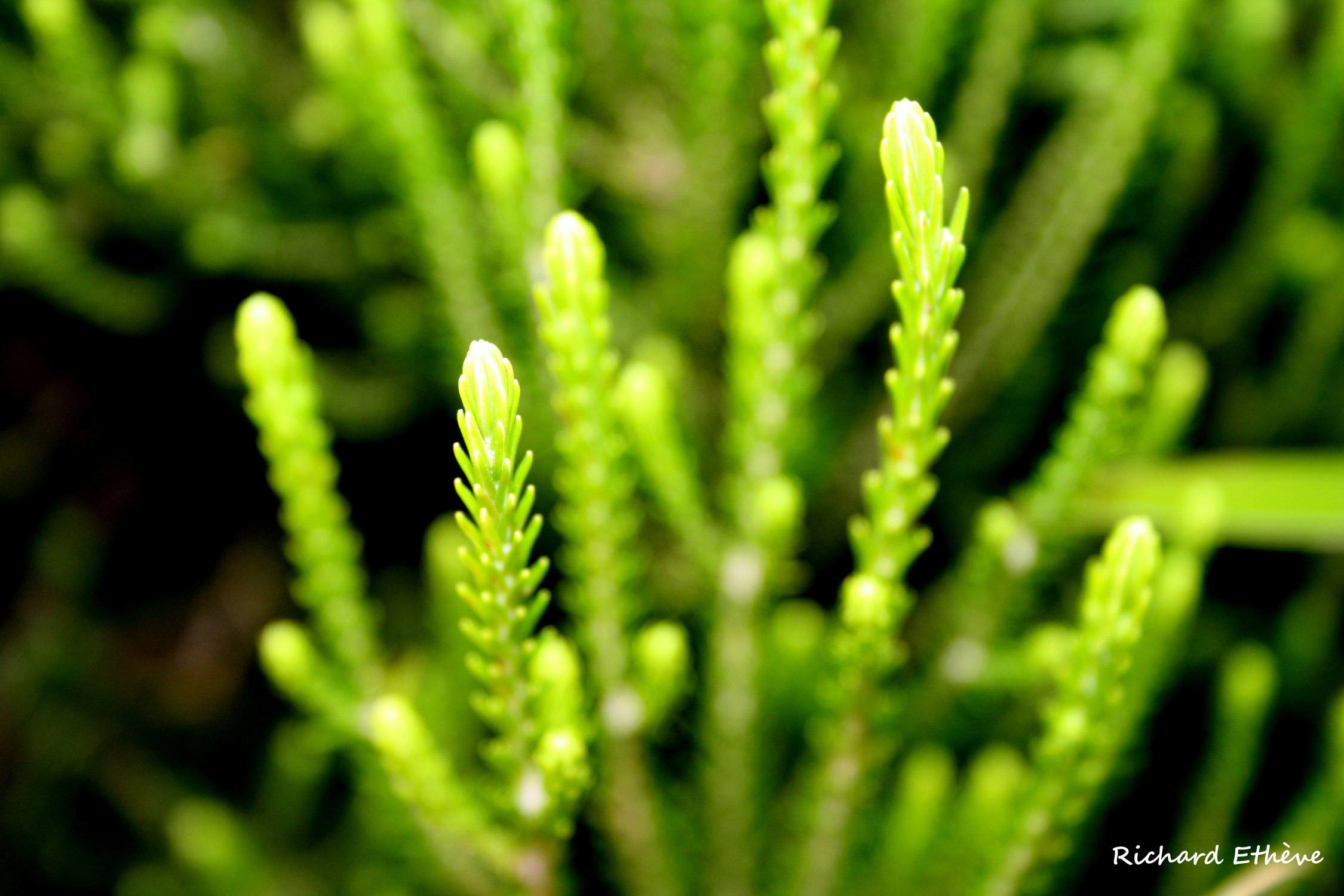 Wallpapers Nature Leaves - Foliage Buisson au Colorado (Runion)