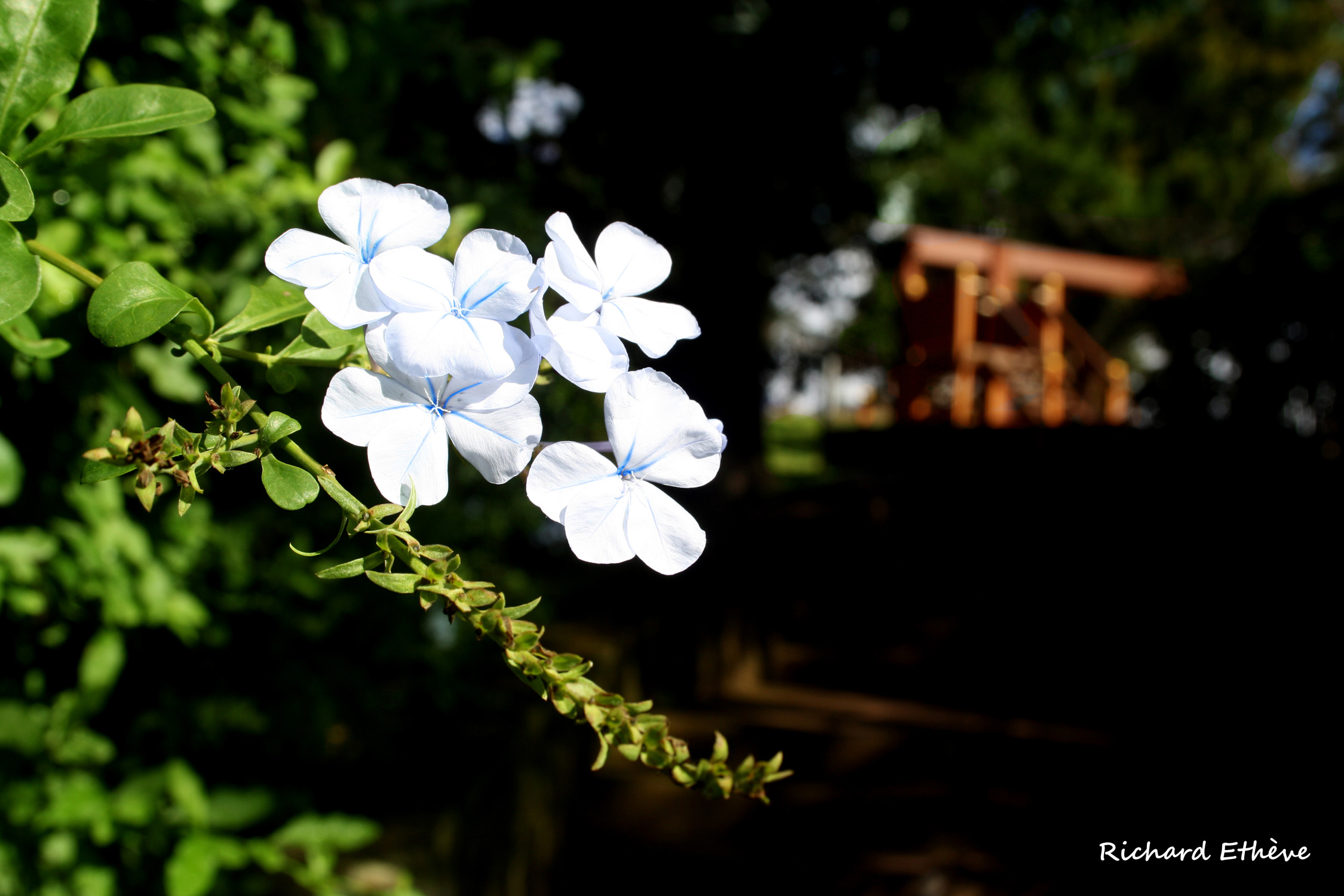 Fonds d'cran Nature Fleurs Fleurs au Colorado (Runion)