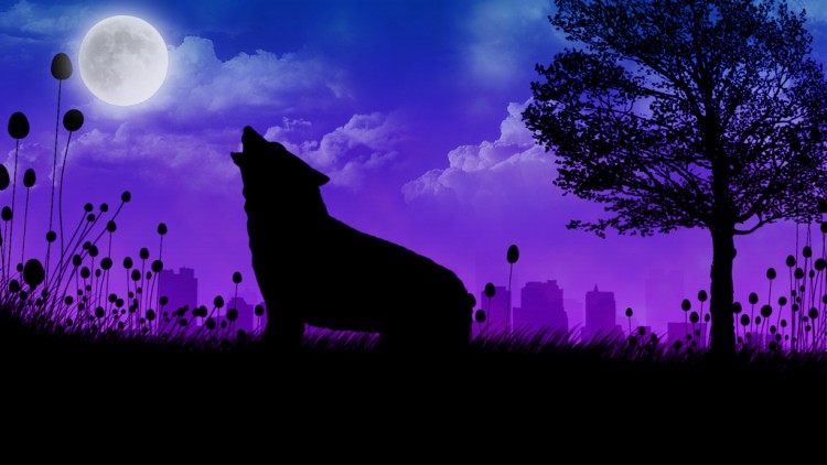 Wallpapers Digital Art Animals wolf aurora