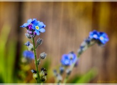 Fonds d'cran Nature bleu du ciel