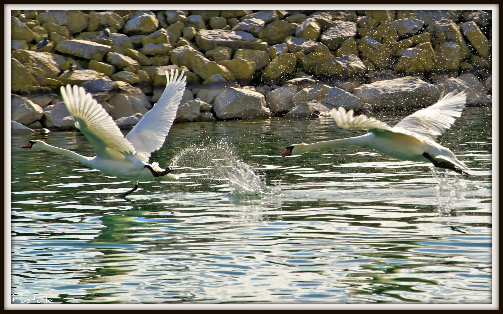 Wallpapers Animals Birds - Swans Course poursuite