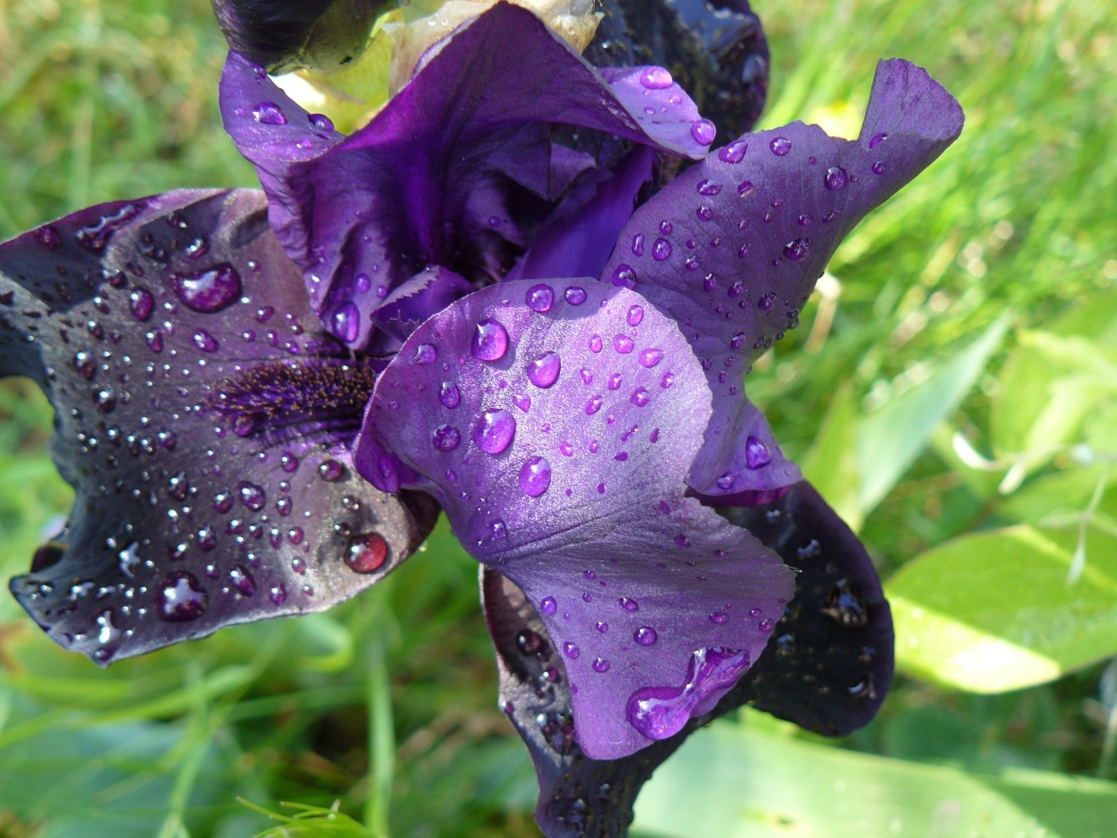 Fonds d'cran Nature Eau - Gouttes, rose Iris violet et perles de rose