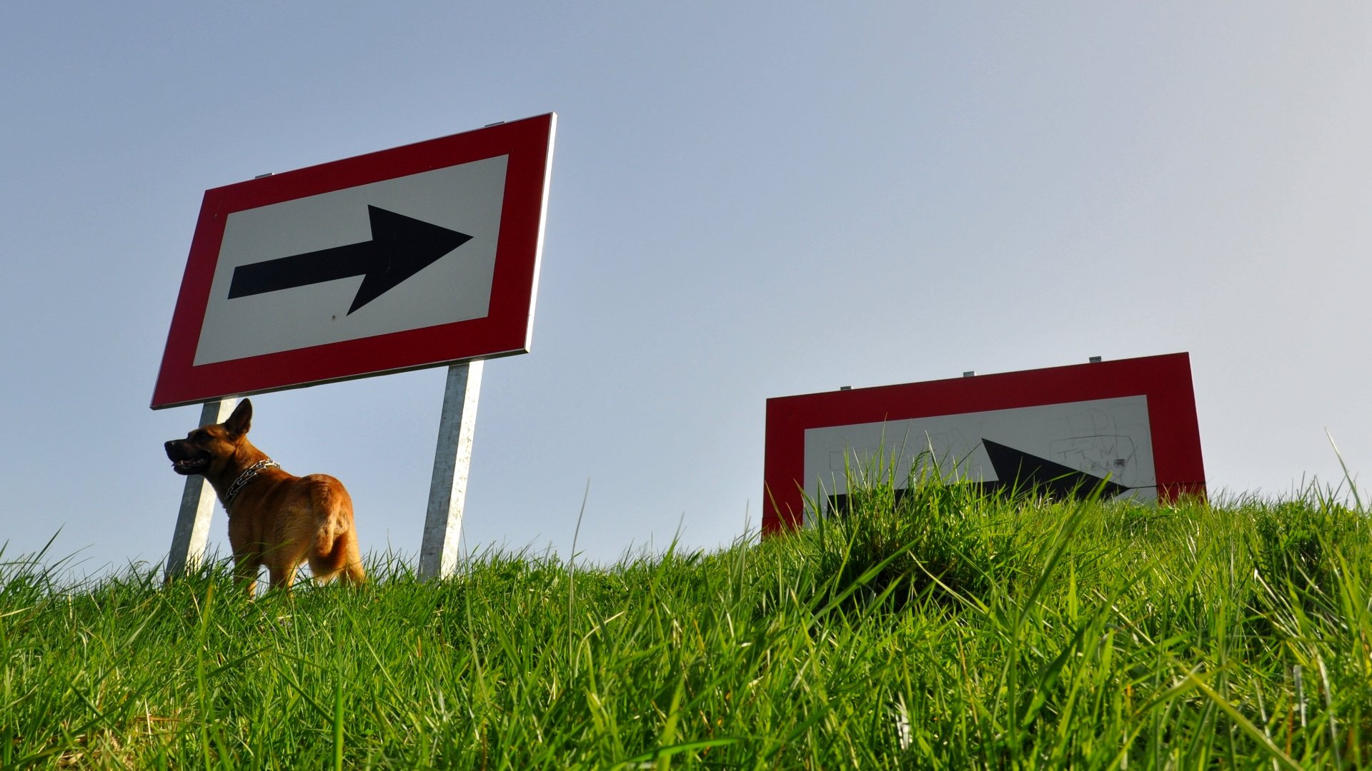 Fonds d'cran Animaux Chiens Le retour du malinois! ^^