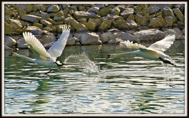 Wallpapers Animals Birds - Swans Course poursuite