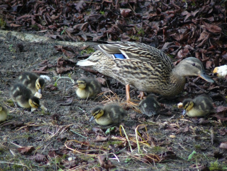 Fonds d'cran Animaux Oiseaux - Canards cols vert  cannette et ses petits canetons