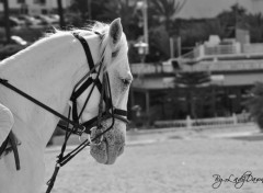 Fonds d'cran Animaux CHEVAL TIMIDE