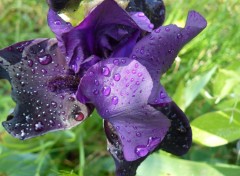 Fonds d'cran Nature Iris violet et perles de rose