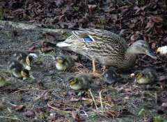 Fonds d'cran Animaux cols vert  cannette et ses petits canetons