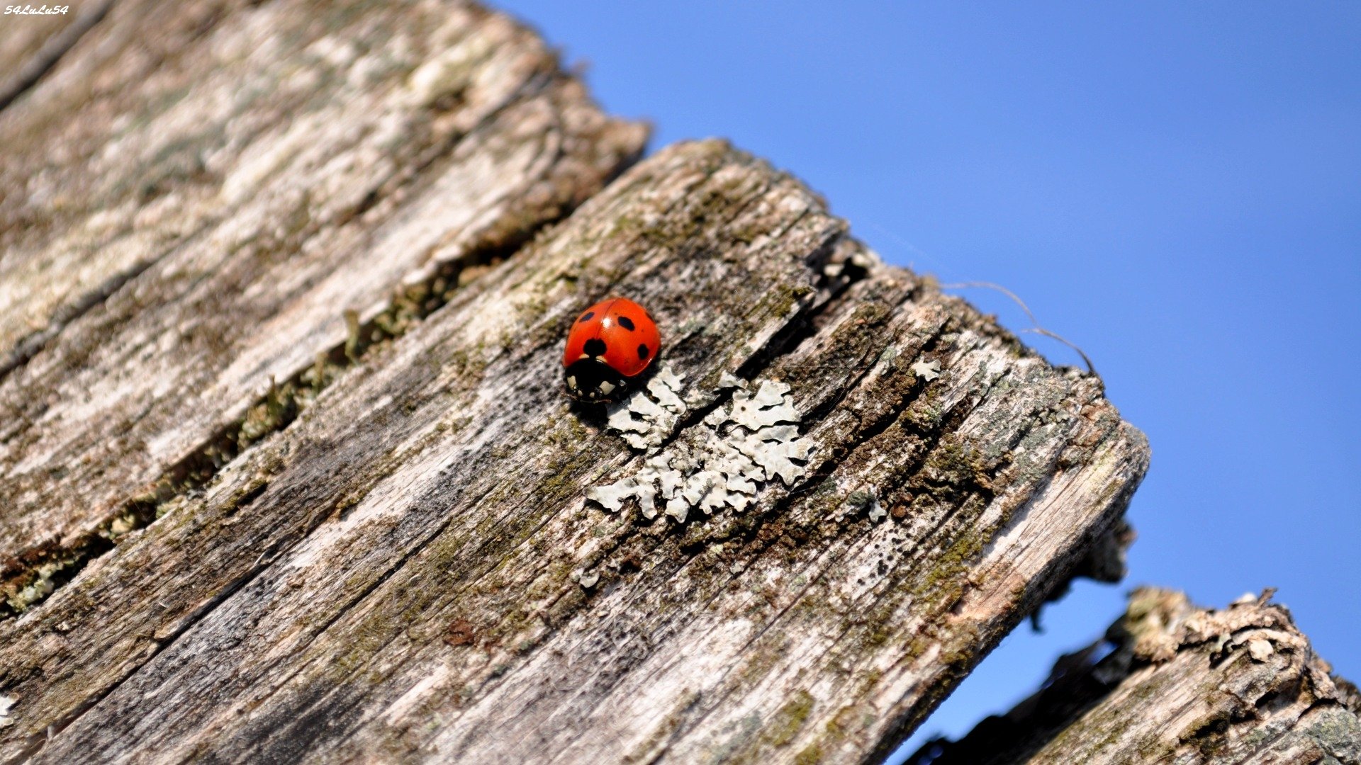 Fonds d'cran Animaux Insectes - Coccinelles oh la coco !!! ^^