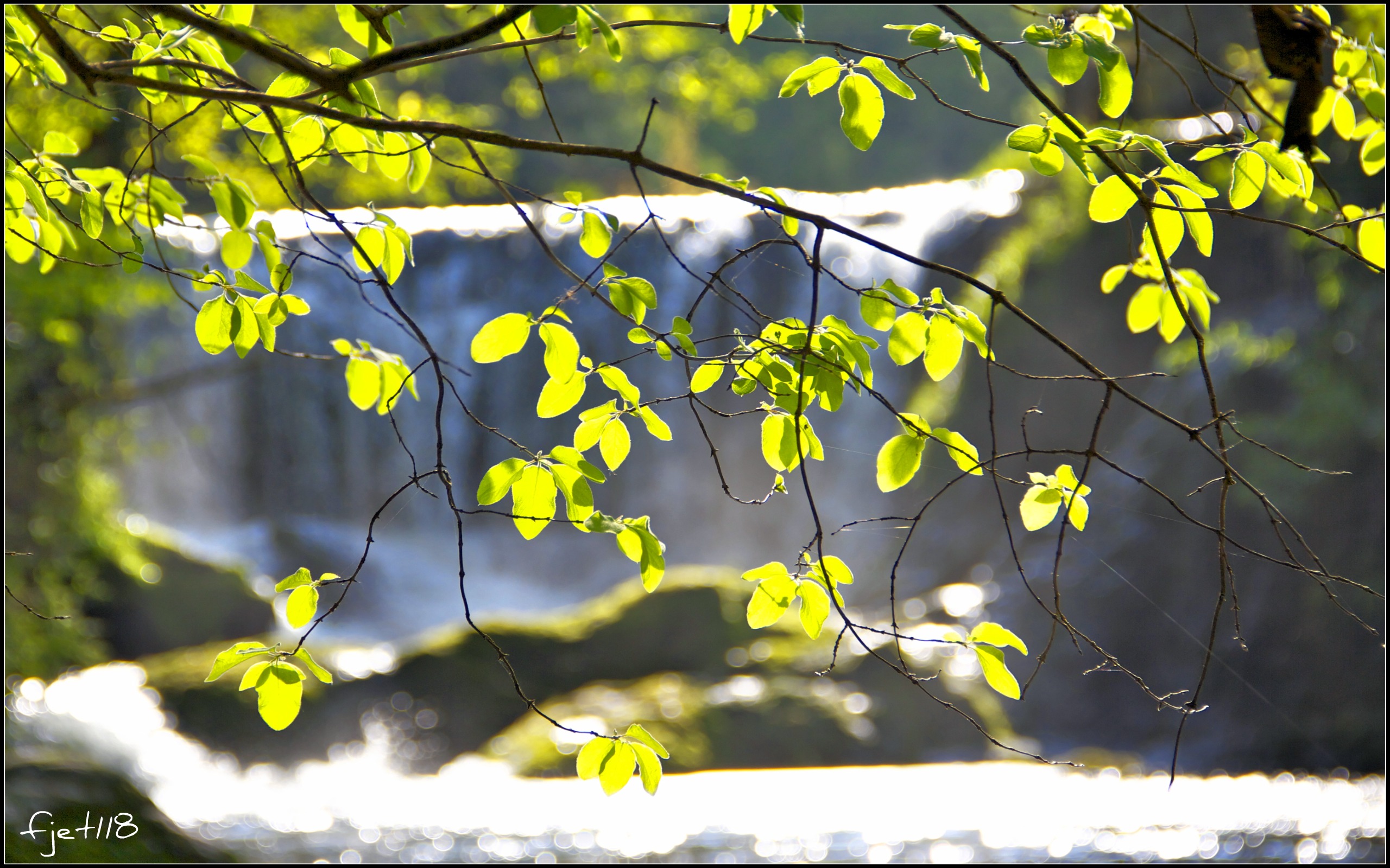 Fonds d'cran Nature Arbres - Forts Arbre de printemps