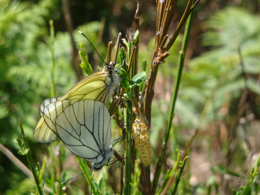 Fonds d'cran Animaux Insectes - Papillons Accouplement de papillons