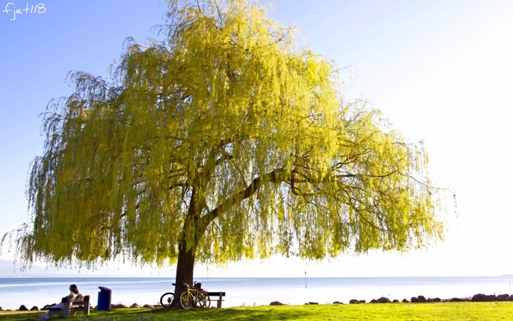 Fonds d'cran Nature Arbres - Forts Arbre au bord du lac