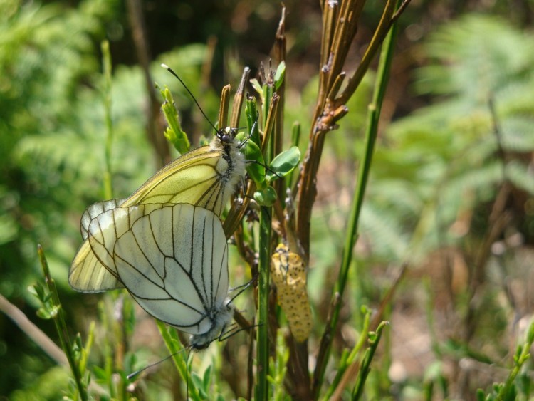 Wallpapers Animals Insects - Butterflies Accouplement de papillons