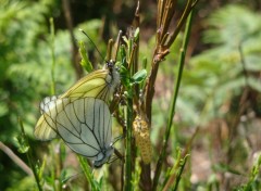 Wallpapers Animals Accouplement de papillons