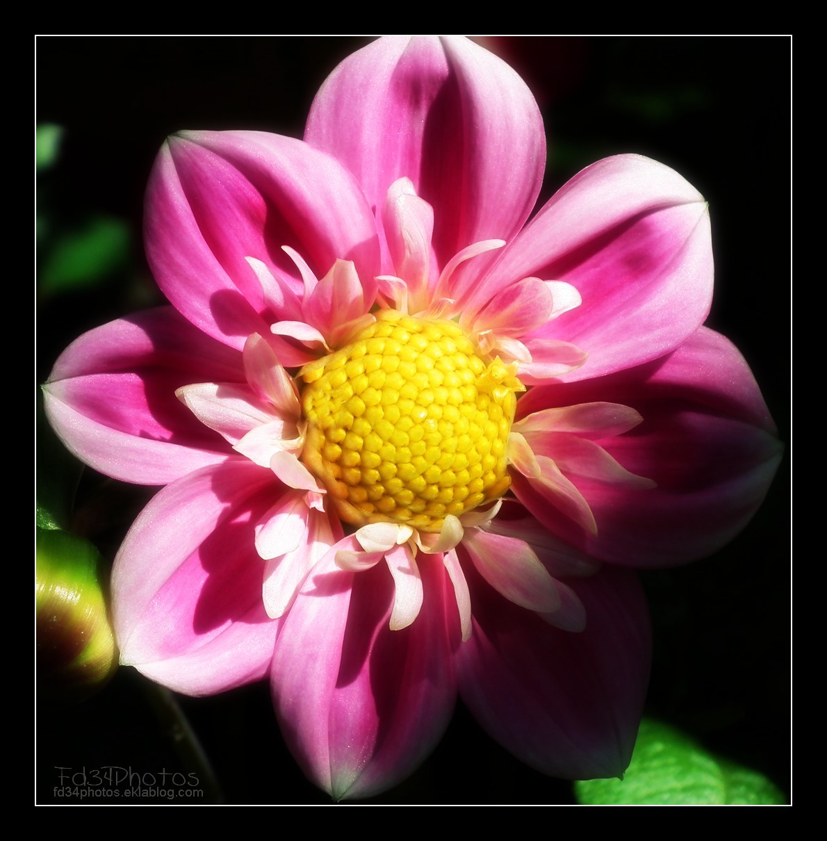 Wallpapers Nature Flowers Dahlia