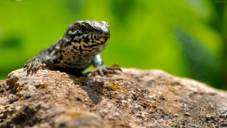 Fonds d'cran Animaux Lzards - Iguanes le dominateur ... ^^