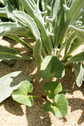 Fonds d'cran Nature Mers - Ocans - Plages Flora de playa