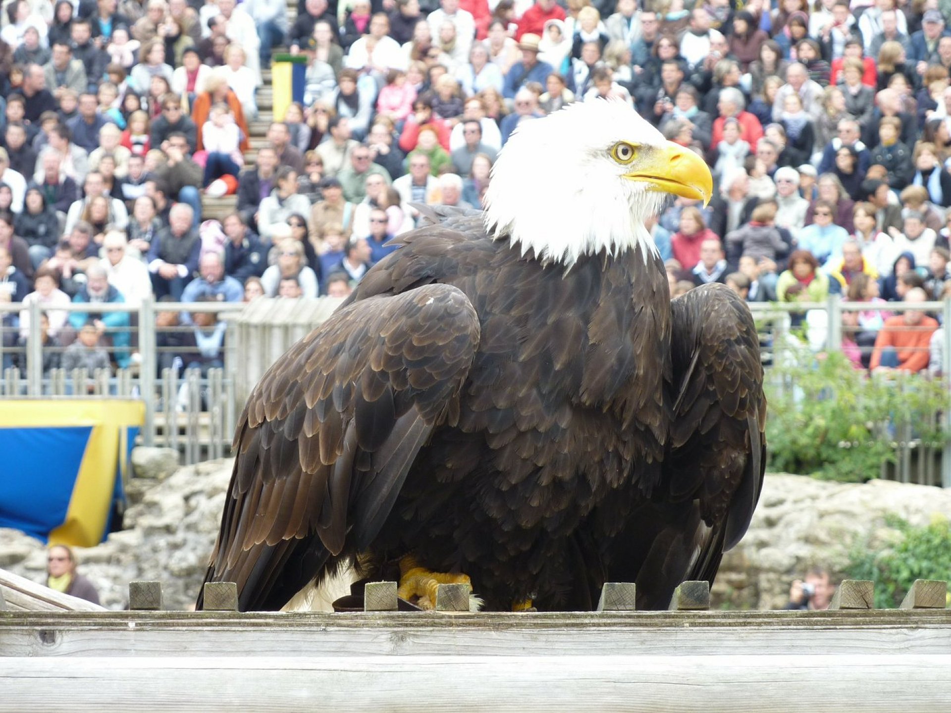 Wallpapers Animals Birds - Eagles Aigle au Puy du Fou