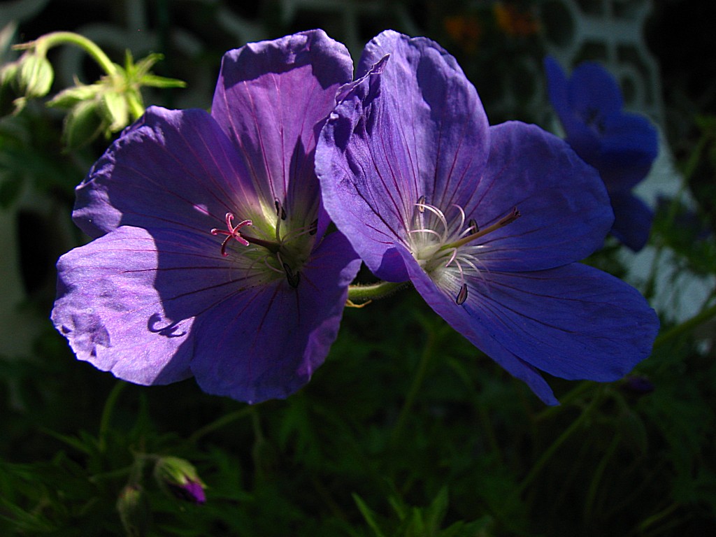 Wallpapers Nature Flowers Granium