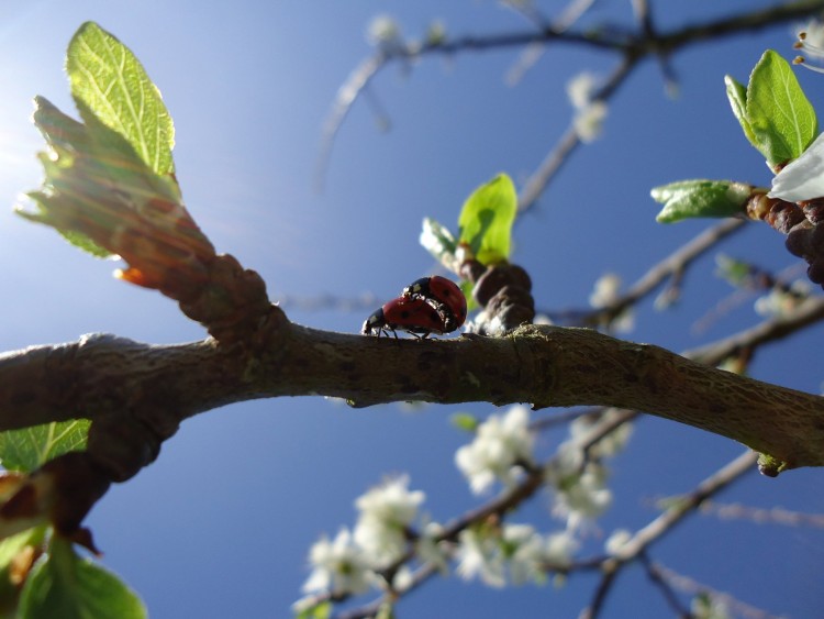 Wallpapers Animals Insects - Ladybugs couple de coccinelles 