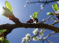 Wallpapers Animals couple de coccinelles 