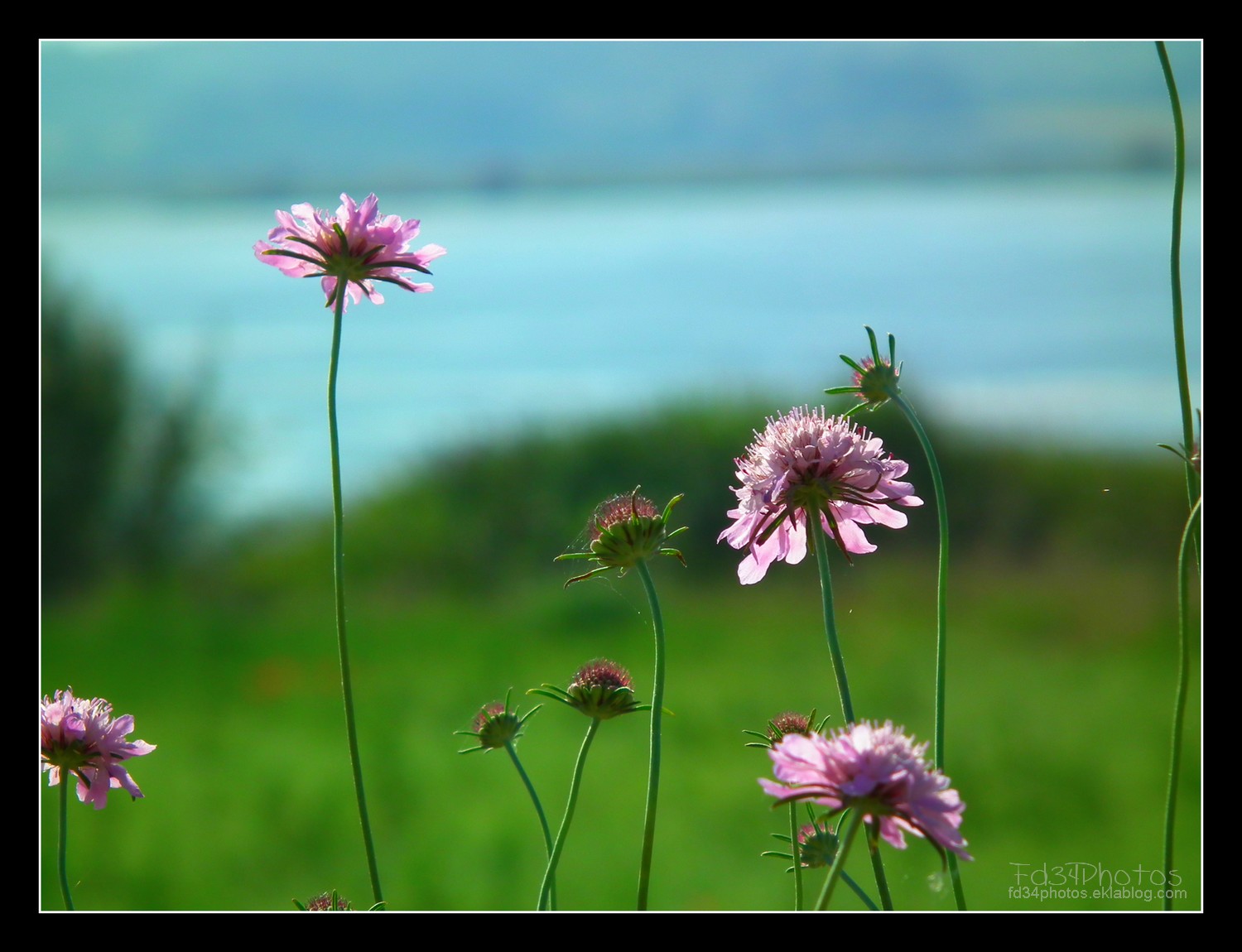 Fonds d'cran Nature Fleurs 