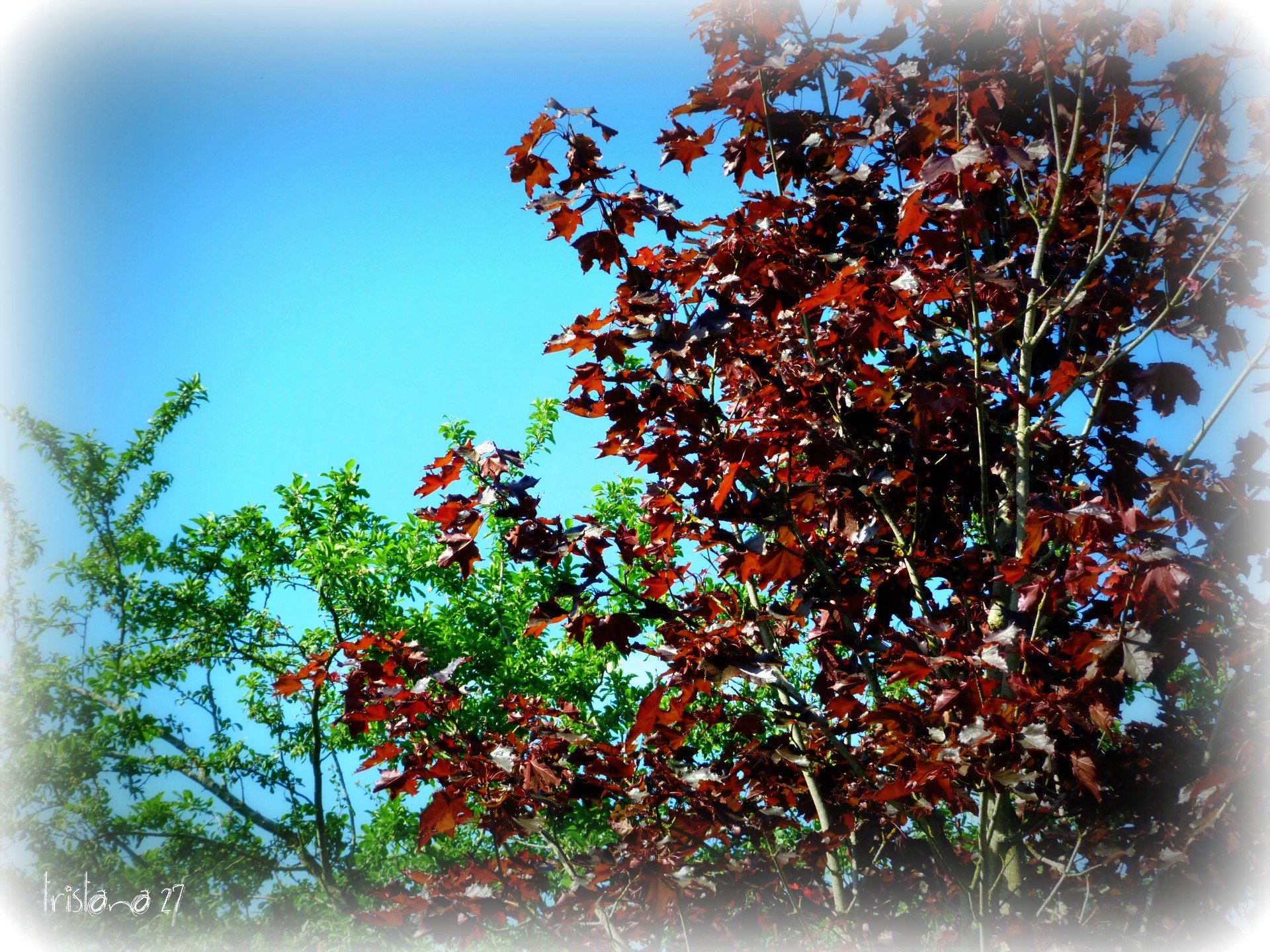 Fonds d'cran Nature Feuilles - Feuillages 