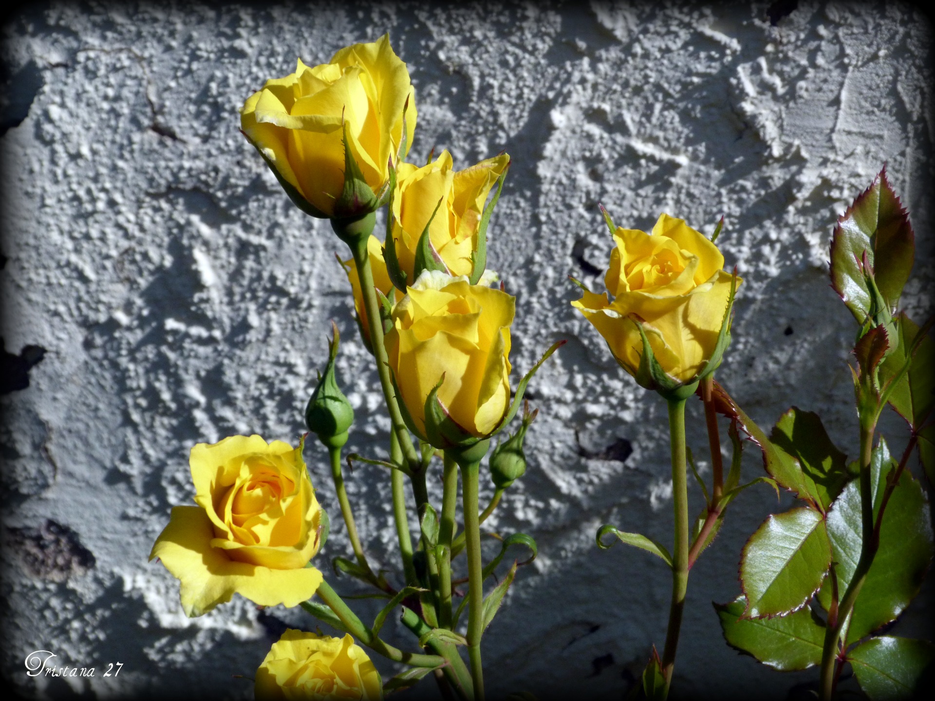 Fonds d'cran Nature Fleurs 