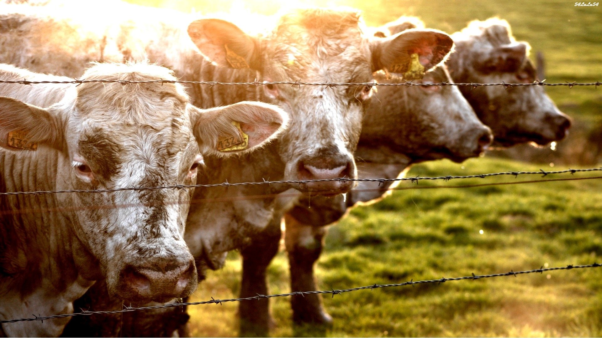 Wallpapers Animals Cows - Bulls - Beef meuhhhhhhhhhhhhhhhhh ^^