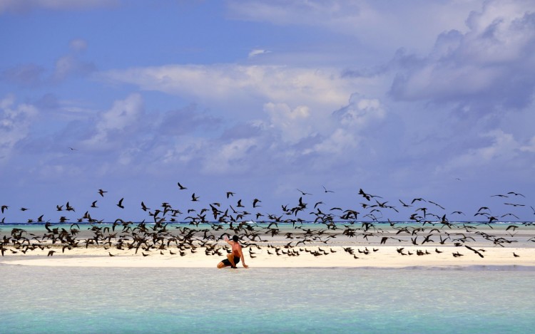 Wallpapers Nature Seas - Oceans - Beaches L'le aux oiseaux