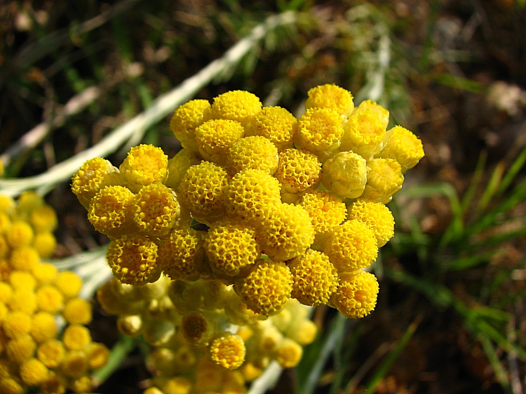 Fonds d'cran Nature Fleurs Immortelles sauvages 