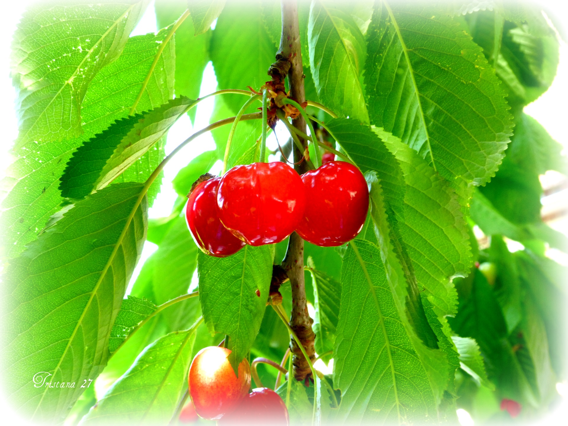 Fonds d'cran Nature Fruits Premires cerises...