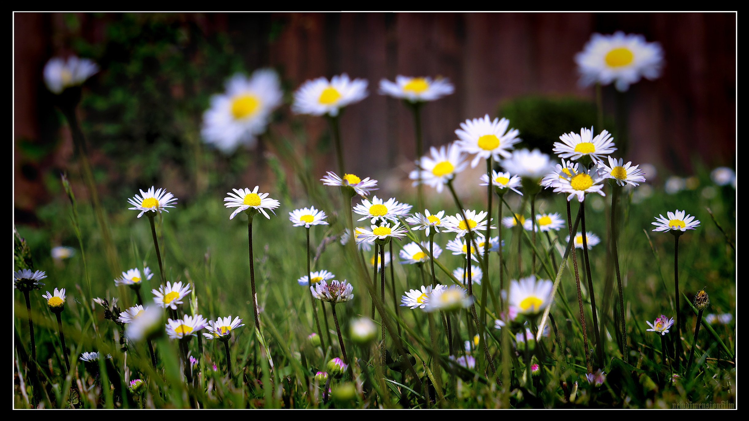 Wallpapers Nature Flowers dans l'herbe