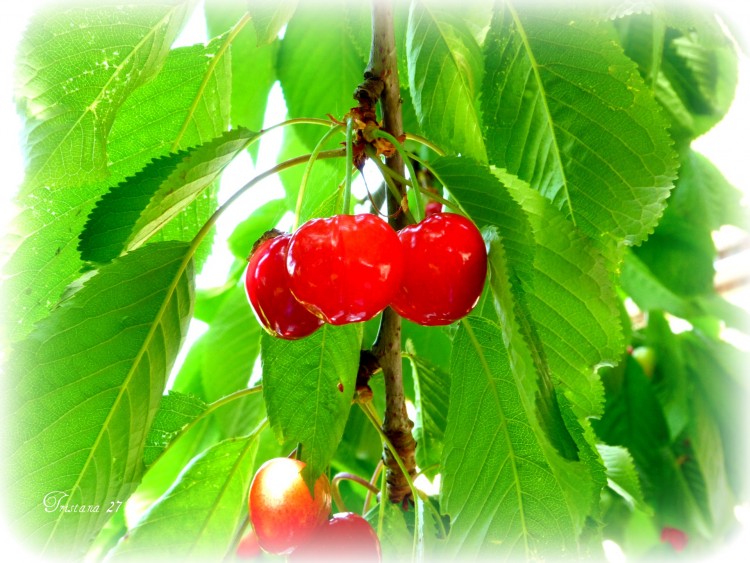 Wallpapers Nature Fruits Premires cerises...