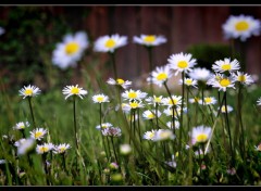 Fonds d'cran Nature dans l'herbe