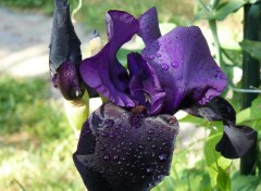 Fonds d'cran Nature rose sur iris violet