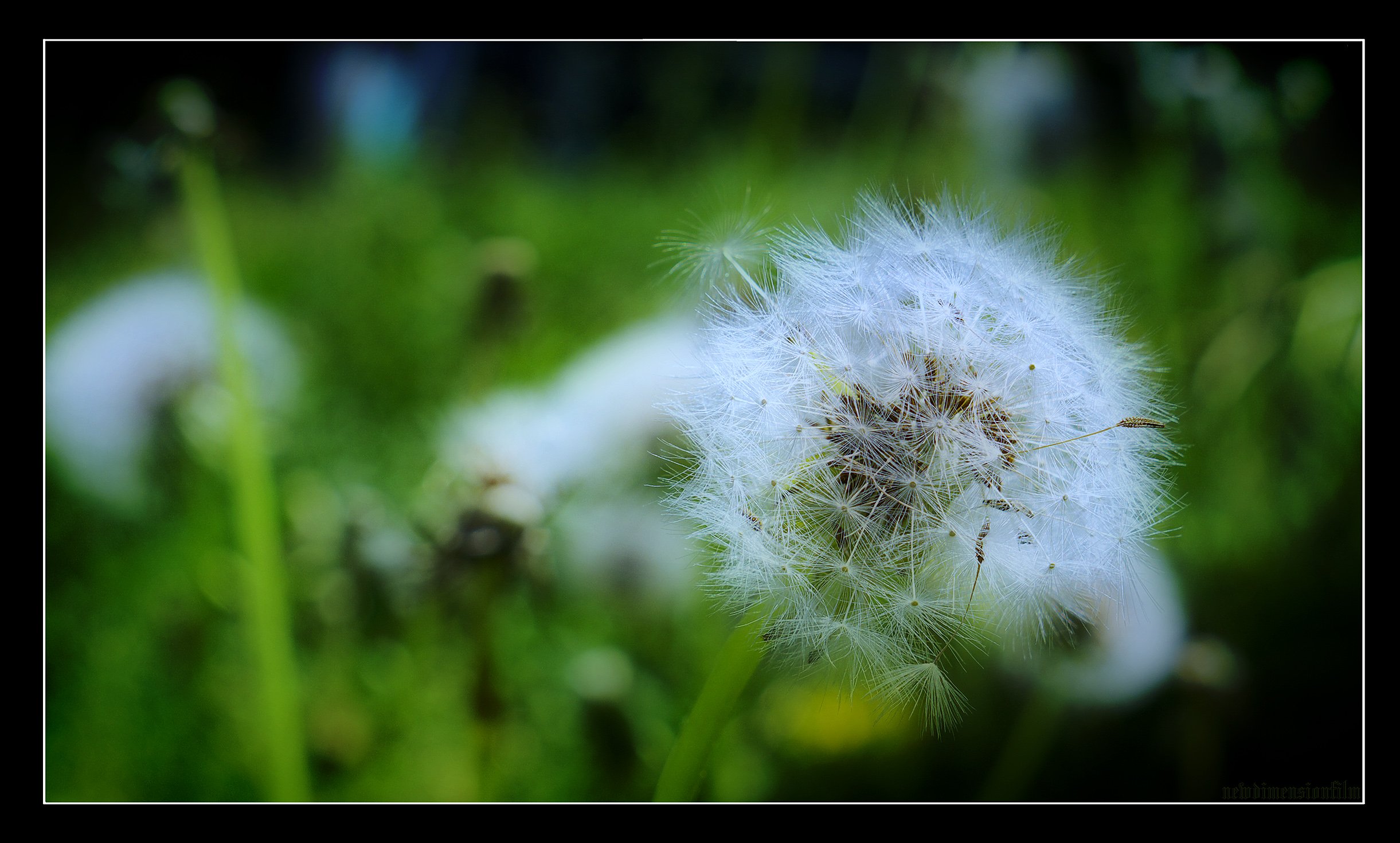 Fonds d'cran Nature Fleurs  Sculaire processus.