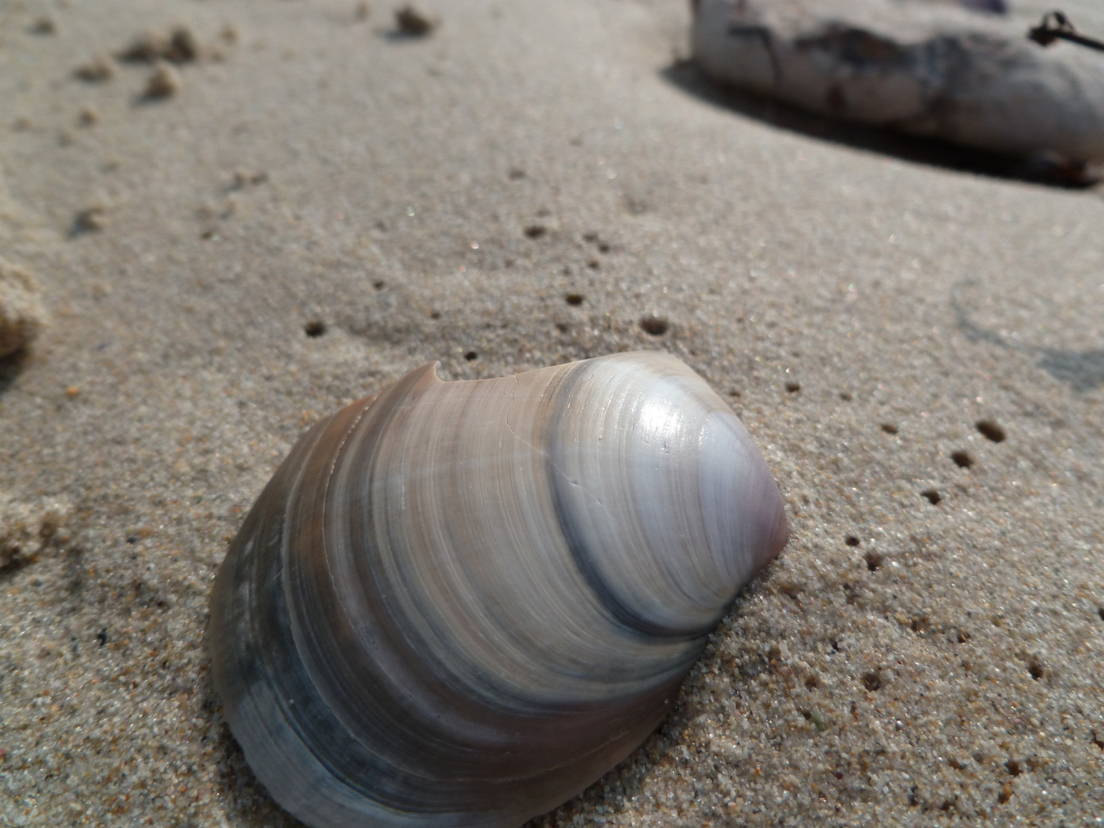 Wallpapers Nature Shells coquillage