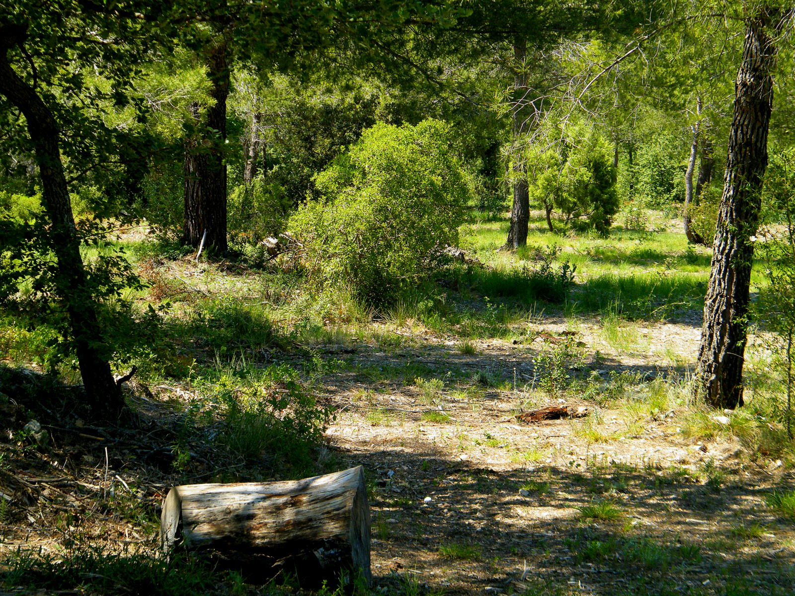 Fonds d'cran Nature Arbres - Forts foret paisible