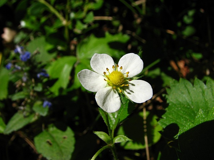 Fonds d'cran Nature Fleurs Fleur de fraisier sauvage 