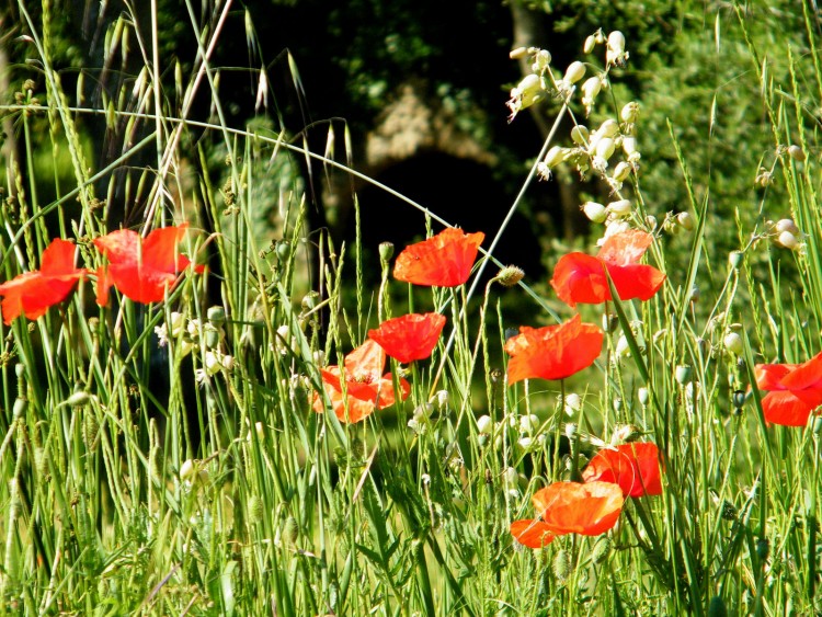 Wallpapers Nature Flowers derriere les coquelicots...