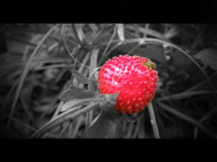 Wallpapers Nature Fruits Fraise des bois...